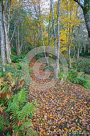 Autumn leaves laying on a woodland footpath Stock Photo