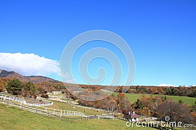 Autumn leaves in Makiba park, Kiyosato highland Stock Photo