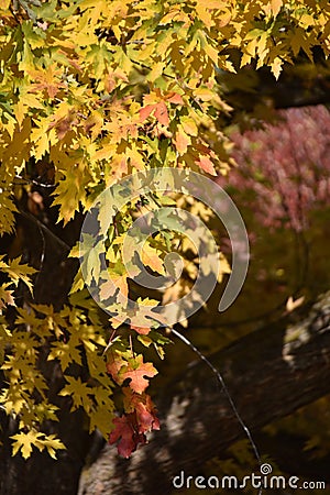 Autumn Leaves: Maple Tree, Reds and Golds Stock Photo