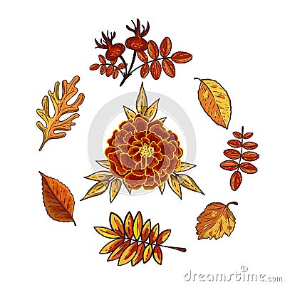 Autumn leaves and marigold isolated on white background Vector Illustration