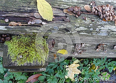 Autumn leaves, mushrooms, moss and lichen on old dark logs. Stock Photo