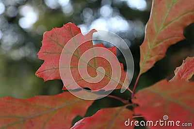 Autumn leaves of the Northern red oak Quercus rubra Stock Photo