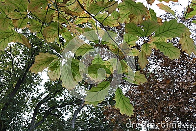 Autumn leaves of the Northern red oak Quercus rubra Stock Photo