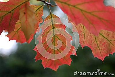 Autumn leaves of the Northern red oak Quercus rubra Stock Photo