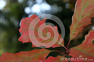 Autumn leaves of the Northern red oak Quercus rubra Stock Photo