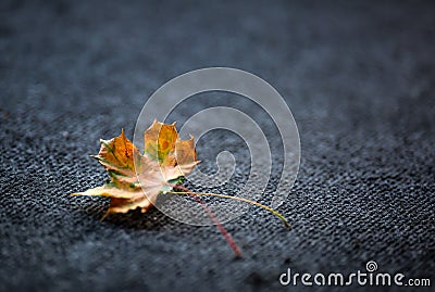 Autumn Leaves one or two freely laid on dark carpet Stock Photo