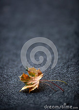 Autumn Leaves one or two freely laid on dark carpet Stock Photo