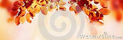 Autumn leaves over sunny background, multi colored leaves sunset copy space, colorful fall backdrop Stock Photo
