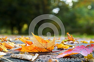 Autumn leaves on pavement Stock Photo