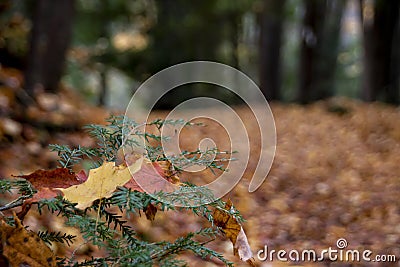 Autumn Leaves Rest on an Evergreen Branch Stock Photo