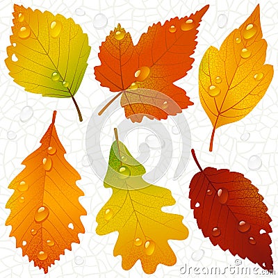 Autumn leaves and seamless vein background Vector Illustration