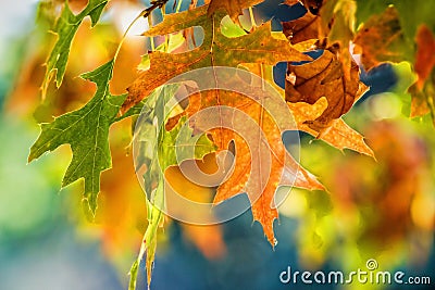 Autumn Leaves Stock Photo