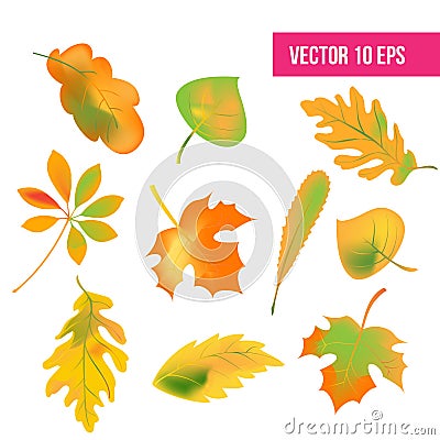 Autumn leaves set, isolated on white background. vector illustration. fall autumn leaves, icon pack Vector Illustration