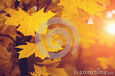 Autumn leaves in sun light. Fall blurred background, selective focus, yellow season concept Stock Photo