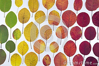 Autumn leaves texture. Multicolored bright leaves isolated on white background Stock Photo