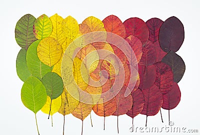 Autumn leaves texture. Multicolored bright leaves isolated on white background. Autumn leaves concept Stock Photo