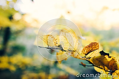 Autumn leaves on tree branch in sunny woods. Beautiful yellow hornbeam leaves on branches in fall. Autumn forest. Tranquil moment Stock Photo