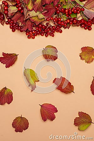 Autumn leaves and twigs with red viburnum berries on a beige background Stock Photo