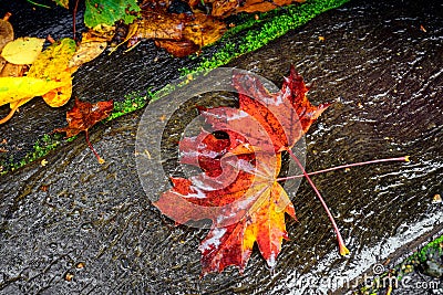 Autumn leaves under rain Stock Photo