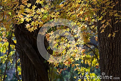 Usui Lake autumn Stock Photo