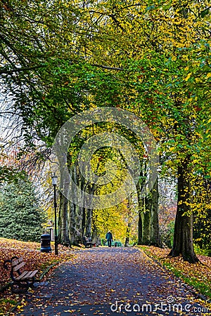 Autumn Leaves Valley Gardens Harrogate Editorial Stock Photo