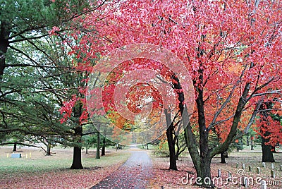 Autumn Leaves in a Veterans Cemetery Stock Photo