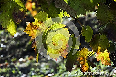 Autumn leaves on vine Stock Photo