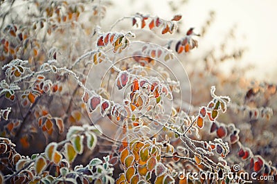 Autumn leaves with white morning frost Stock Photo