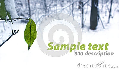 Autumn leaves, winter comes Stock Photo