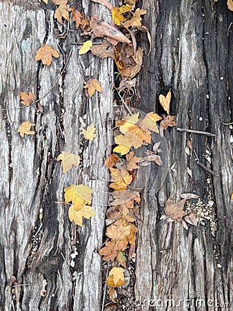 Autumn Leaves on Wood Stock Photo