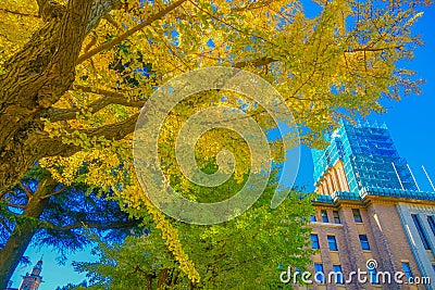 Autumn leaves on Yokohama / Nihon Odori Stock Photo