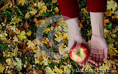 Autumn leaves zholtye hands apple coats woman Stock Photo