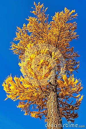 Autumn Lights Torch Stock Photo