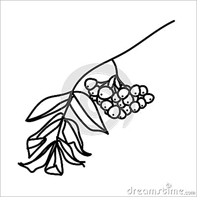 Autumn line art rowan branch with berries and leaves. Hello autumn concept. For postcards, stickers, posters, stamps Vector Illustration
