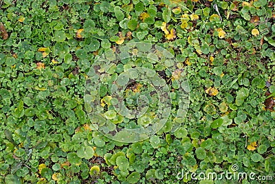 Autumn little plants bush background texture pattern Stock Photo