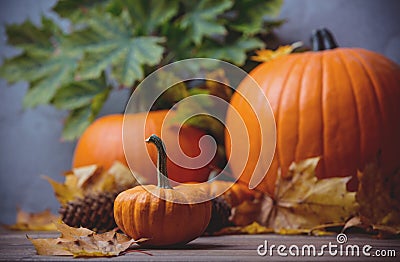 Autumn little pumkin with leaves Stock Photo