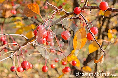 Autumn little wild apples close-up. Selective focus Stock Photo