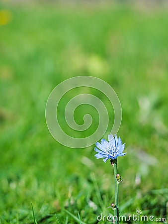 Autumn, a lonely flower of blue on a green grass background. Close-up. Partial focus. Space for text Stock Photo