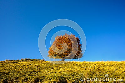 Autumn lonely tree on a blue background Stock Photo
