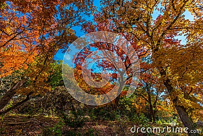 Autumn at Lost Maples State Park, Texas Stock Photo