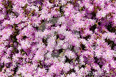 Autumn magenta asters flowerbed Stock Photo