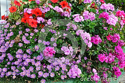 Autumn magenta asters and pelargonium flowerbed Stock Photo