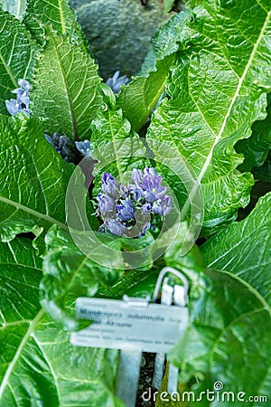 Autumn mandrake or Mandragora Autumnalis plant in Saint Gallen in Switzerland Stock Photo