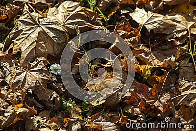 Autumn mapel leaves on the park Stock Photo