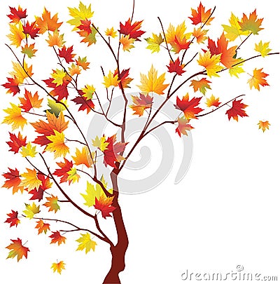 Autumn maple Vector Illustration