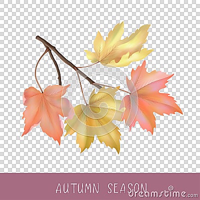 Autumn Maple Branch Vector Illustration