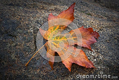 Autumn Maple Leaf Stock Photo