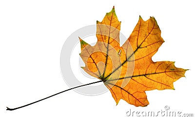 Autumn maple leaf closeup object in details, bright and colorful, white background isolated, macro photo, depth of field entire Stock Photo