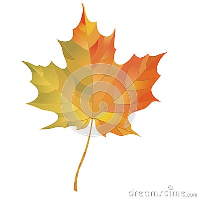 Autumn maple leaf isolated on white background. Vector Illustration Stock Photo