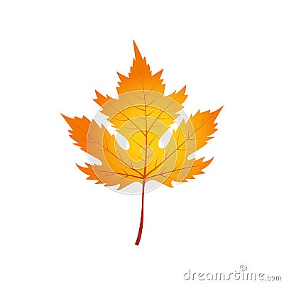 Autumn Maple Leaf isolated on White Background Stock Photo